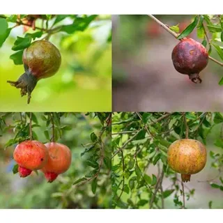 thumbnail for publication: Evaluating Pomegranate Cultivars for Resistance to Anthracnose Fruit Rot, a Severe Fungal Disease in Florida and Southeast United States